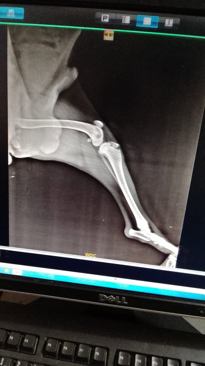 On-site X-ray of a dog's hind leg at VetBridge