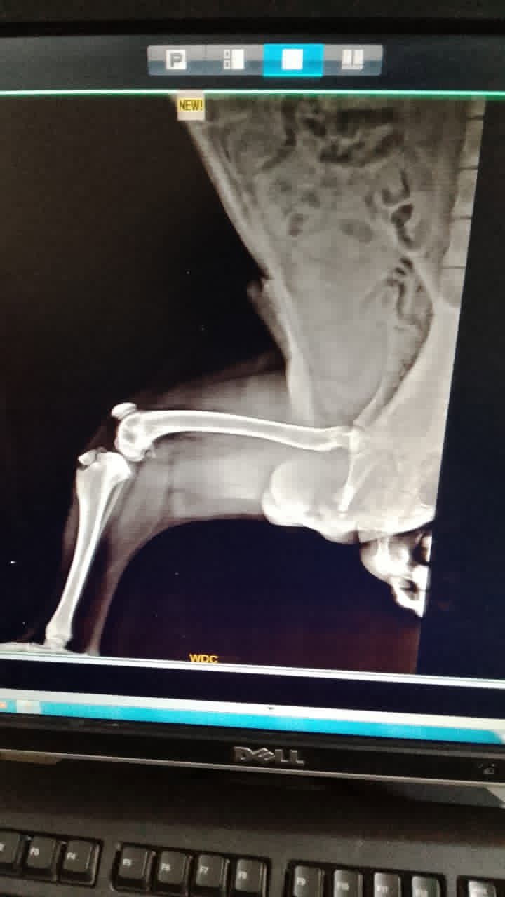 On-site X-ray showing joint detail at VetBridge
