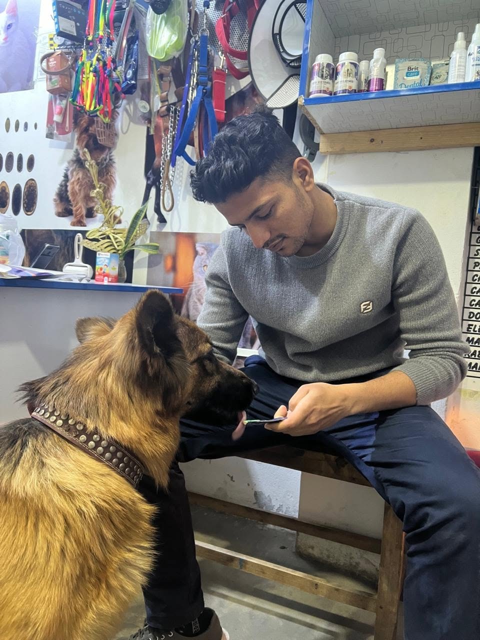 Dr. Abdul Ahad examining a German Shepherd at the VetBridge clinic