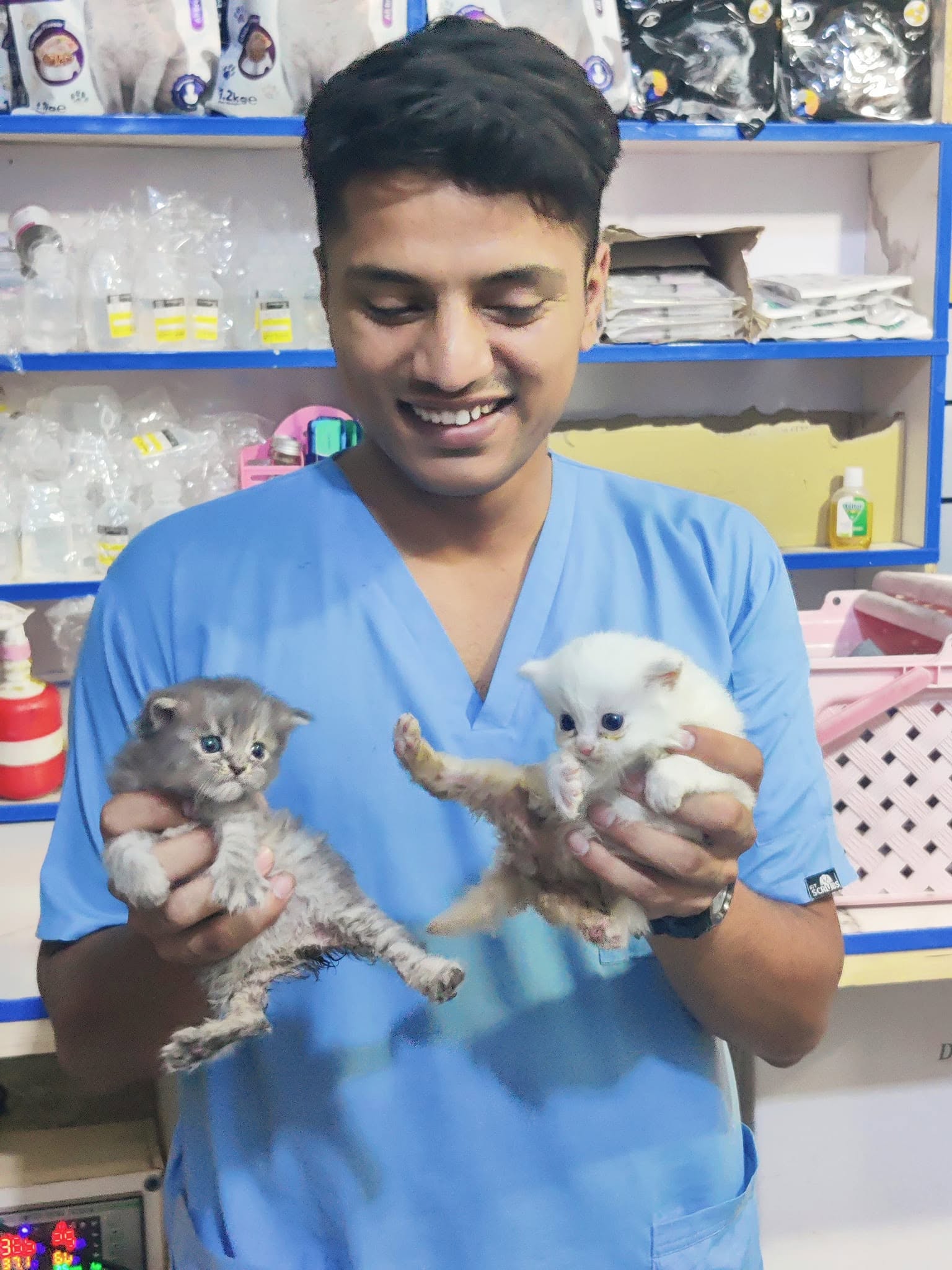 Two kittens examined at VetBridge