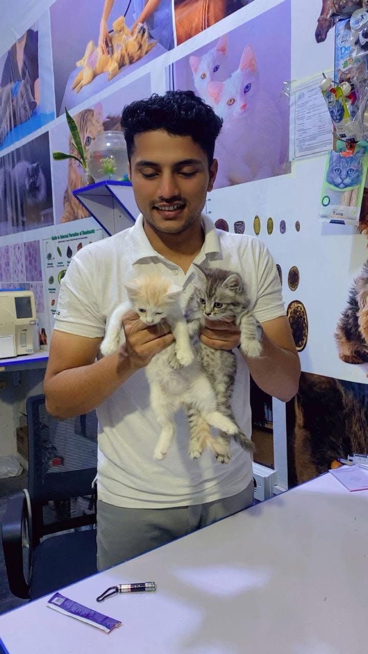 Kittens examined at the VetBridge clinic