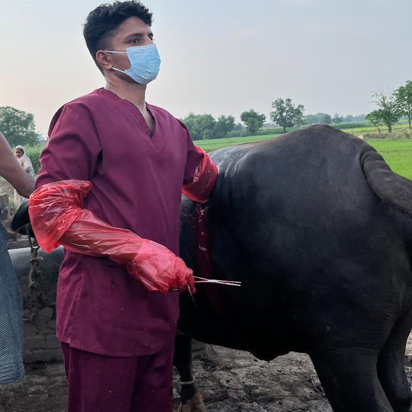 Farm call for a buffalo in a Wazirabad village