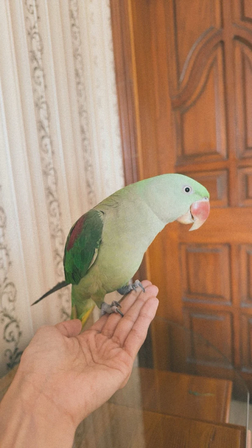 Pet parrot patient at VetBridge